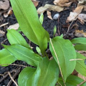 Eetbare (wilde) Planten in & rondom de Tuin van Oostduin