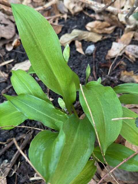 Eetbare (wilde) Planten in & rondom de Tuin van Oostduin